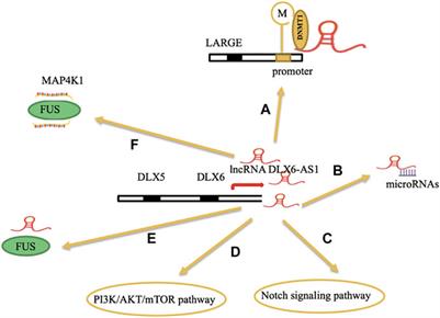 Strategies of LncRNA DLX6-AS1 on Study and Therapeutics